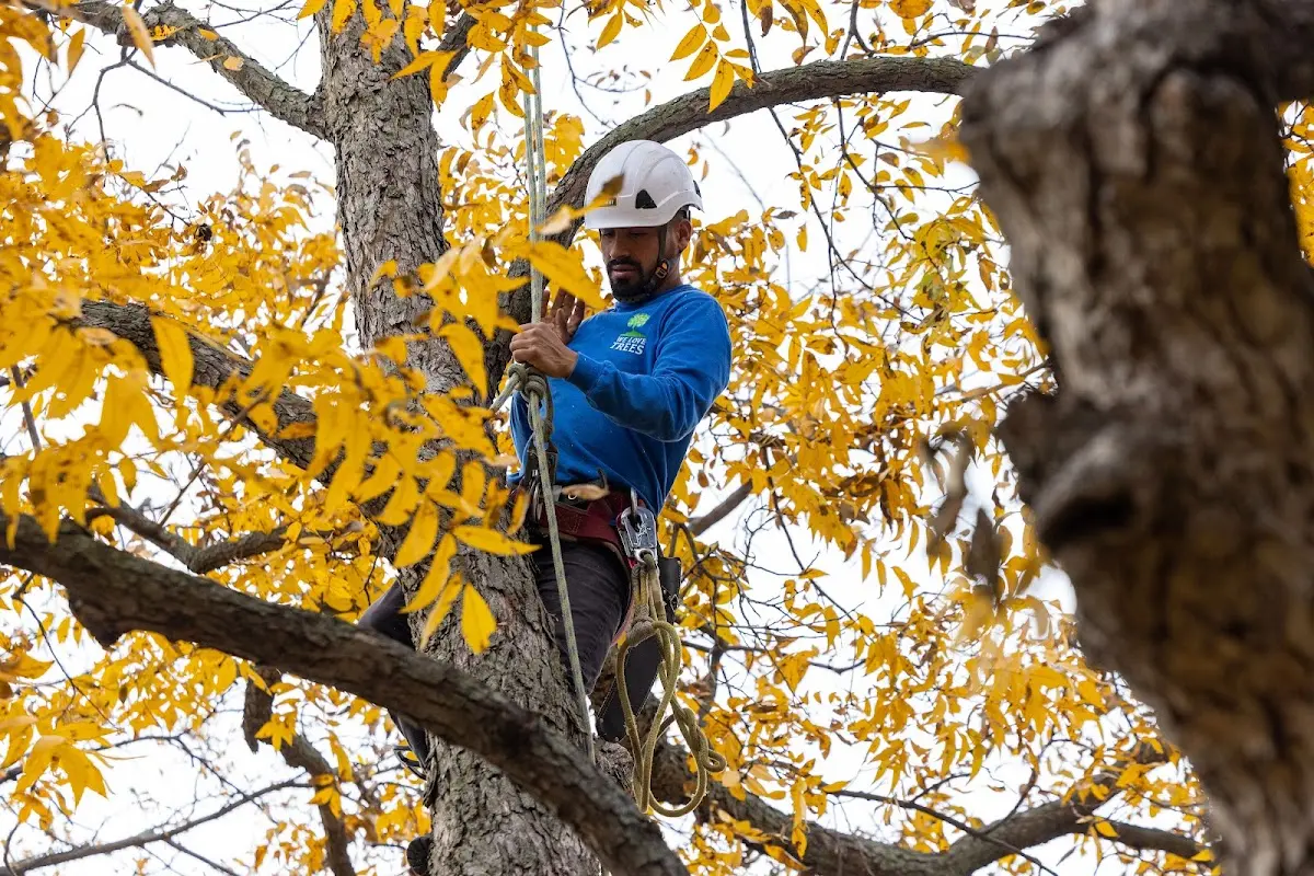 Skilled Storm Damage Cleanup crew working in White Plains