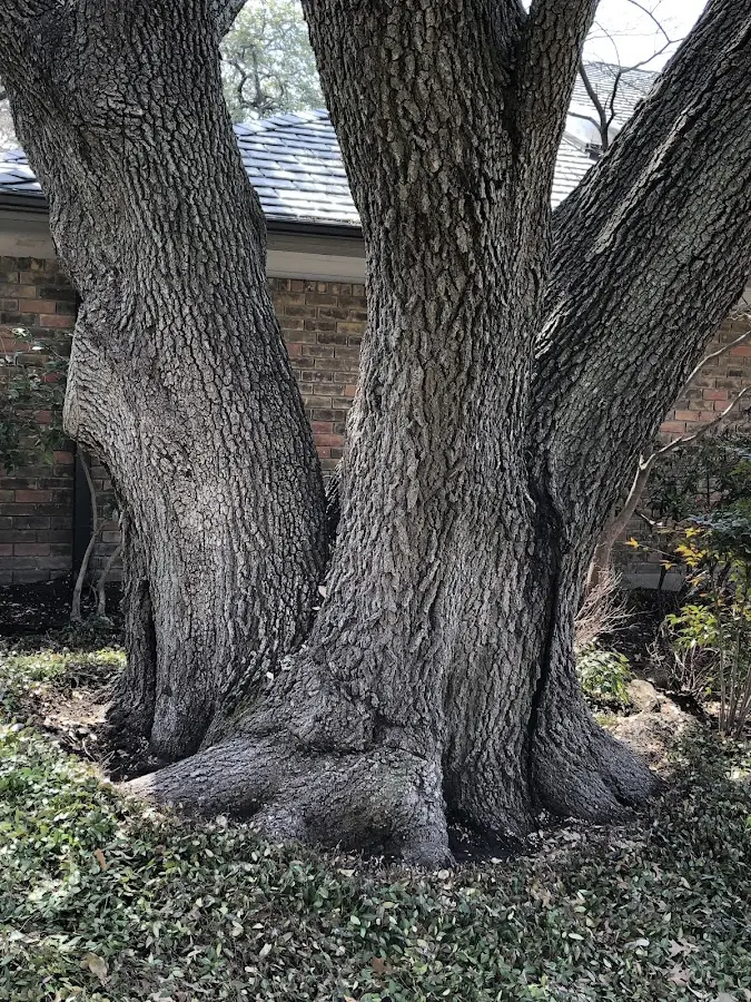 Mature heritage tree close to a White Plains property cared for by certified arborists